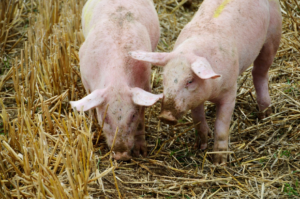 Intensywne żywienie świń – ogólne zasady żywienia prosiąt